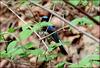 유리새 | 큰유리새 Cyanoptila cyanomelana cyanomelana (Blue-and-White Flycatcher)