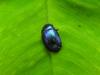 beatle