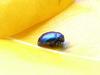 beatle