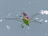 water strider