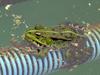 frog