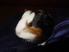 Guinea Pig