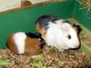 Guinea Pig