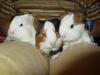 Guinea Pig