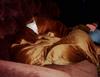 the cushion saga