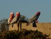 galahs at sunset 3/6