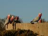 galahs at sunset 5/6