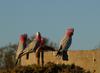 galahs at sunset 6/6
