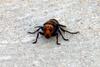 장수말벌 Vespa mandarinia (Korean Giant Hornet)