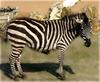 - ZEBRA -