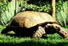 - TURTLE -