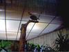 Toucan