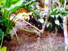 Toucan