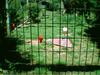 Scarlet Ibis & spoonbill sleeping