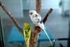 사랑앵무 Melopsittacus undulatus (Budgerigar)