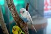 사랑앵무 Melopsittacus undulatus (Budgerigar)