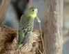 Melopsittacus undulatus (Budgerigar)