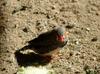 금화조(錦花鳥) Taeniopygia guttata (Zebra Finch)