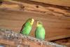 사랑앵무 한쌍 Melopsittacus undulatus (Budgerigar)