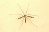 대형 각다귀 (Cranefly)