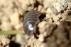 Porcellio scaber (Woodlouse)