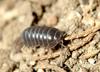 Porcellio scaber (Woodlouse)