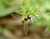 Hoverfly