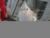 cockatiel