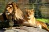 - LIONS' COUPLE - (