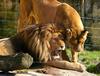 - LIONS' COUPLE - (