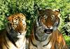 - SIBERIAN-TIGERS - (