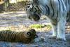 - SIBERIAN-TIGERS - (