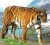 - SIBERIAN-TIGER - (