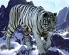 - WHITE SIBERIAN-TIGER - (