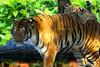 - SIBERIAN-TIGERS - (