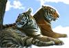 - SIBERIAN-TIGERS - (