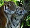 - SIBERIAN-TIGERS - (