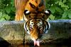 - SIBERIAN-TIGER - (