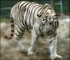 WHITE SIBERIAN-TIGER (