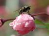 Common fly on flower