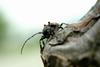 털두꺼비하늘소 Moechotypa diphysis (Hairy Long-horned Toad Beetle)