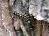 Moth Caterpillar