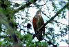 되지빠귀 Turdus hortulorum (Grey-backed Thrush)