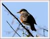 되지빠귀 Turdus hortulorum (Grey-backed Thrush)