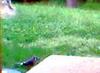 BLUEJAYS