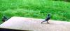 BLUEJAYS