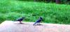 BLUEJAYS