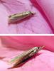 moth