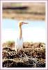 황로 | 황로 Bubulcus ibis (Cattle Egret)