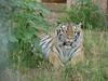 Hiding tiger
